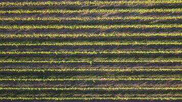 aereo Visualizza di vigneti campo piantagione su tramonto. cinematico fuco aereo Visualizza su verde montanaro valle campagna. eco agricoltura nel selvaggio natura paesaggio. turismo, viaggio concetto. video