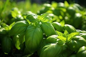 AI generated Bountiful garden basil. Fresh harvest of aromatic herbs - ideal for cooking and delicious recipes photo