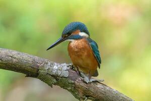 pájaro fotografía, pájaro imagen, más hermosa pájaro fotografía, naturaleza fotografía foto