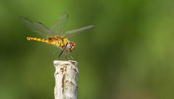 Dragonfly Photography, closeup shot of a dragonfly in the natural environment photo