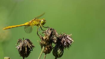 libélula fotografía, de cerca Disparo de un libélula en el natural ambiente foto