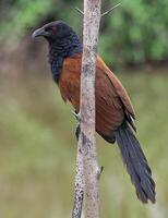 pájaro fotografía, pájaro imagen, más hermosa pájaro fotografía, naturaleza fotografía foto