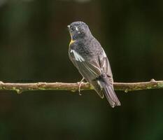 pájaro fotografía, pájaro imagen, más hermosa pájaro fotografía, naturaleza fotografía foto