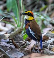 pájaro fotografía, pájaro imagen, más hermosa pájaro fotografía, naturaleza fotografía foto