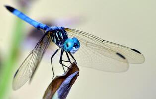 libélula fotografía, de cerca Disparo de un libélula en el natural ambiente foto