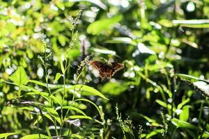 monarca, hermosa mariposa fotografía, hermosa mariposa en flor, macro fotografía, bello naturaleza foto