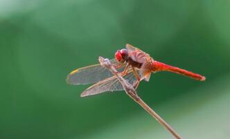 Dragonfly Photography, closeup shot of a dragonfly in the natural environment photo