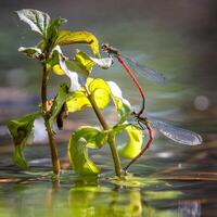 libélula fotografía, de cerca Disparo de un libélula en el natural ambiente foto