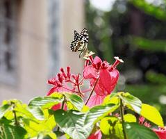 Monarch, Beautiful Butterfly Photography, Beautiful butterfly on flower, Macro Photography, Beautyful Nature photo