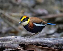 pájaro fotografía, pájaro imagen, más hermosa pájaro fotografía, naturaleza fotografía foto