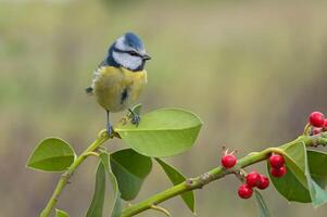 Bird Photography, Bird Picture, Most Beautiful Bird Photography, Nature Photography photo