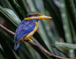 pájaro fotografía, pájaro imagen, más hermosa pájaro fotografía, naturaleza fotografía foto