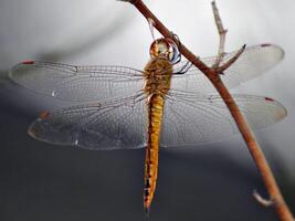 libélula fotografía, de cerca Disparo de un libélula en el natural ambiente foto