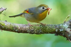 pájaro fotografía, pájaro imagen, más hermosa pájaro fotografía, naturaleza fotografía foto