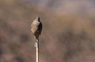 pájaro fotografía, pájaro imagen, más hermosa pájaro fotografía, naturaleza fotografía foto