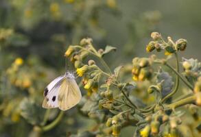 Monarch, Beautiful Butterfly Photography, Beautiful butterfly on flower, Macro Photography, Beautyful Nature photo