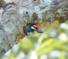 pájaro fotografía, pájaro imagen, más hermosa pájaro fotografía, naturaleza fotografía foto