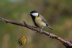 pájaro fotografía, pájaro imagen, más hermosa pájaro fotografía, naturaleza fotografía foto