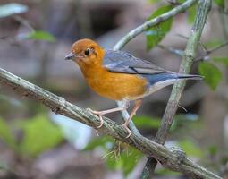 pájaro fotografía, pájaro imagen, más hermosa pájaro fotografía, naturaleza fotografía foto