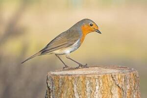 pájaro fotografía, pájaro imagen, más hermosa pájaro fotografía, naturaleza fotografía foto