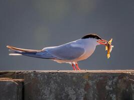 Bird Photography, Bird Picture, Most Beautiful Bird Photography, Nature Photography photo