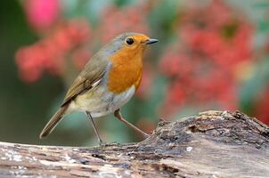 pájaro fotografía, pájaro imagen, más hermosa pájaro fotografía, naturaleza fotografía foto