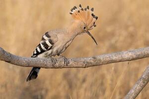 pájaro fotografía, pájaro imagen, más hermosa pájaro fotografía, naturaleza fotografía foto