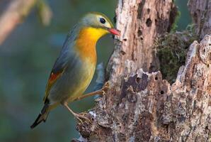 pájaro fotografía, pájaro imagen, más hermosa pájaro fotografía, naturaleza fotografía foto