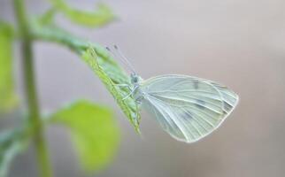 Monarch, Beautiful Butterfly Photography, Beautiful butterfly on flower, Macro Photography, Beautyful Nature photo