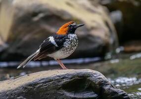 pájaro fotografía, pájaro imagen, más hermosa pájaro fotografía, naturaleza fotografía foto