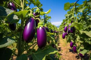 AI generated Bountiful and fresh eggplant harvest flourishing on a scenic and vibrant plantation photo