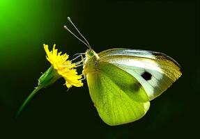 monarca, hermosa mariposa fotografía, hermosa mariposa en flor, macro fotografía, bello naturaleza foto