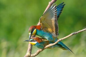 pájaro fotografía, pájaro imagen, más hermosa pájaro fotografía, naturaleza fotografía foto