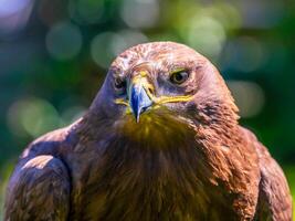 pájaro fotografía, pájaro imagen, más hermosa pájaro fotografía, naturaleza fotografía foto