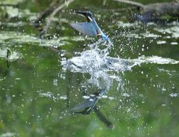 pájaro fotografía, pájaro imagen, más hermosa pájaro fotografía, naturaleza fotografía foto