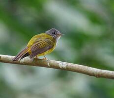 pájaro fotografía, pájaro imagen, más hermosa pájaro fotografía, naturaleza fotografía foto