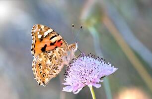 monarca, hermosa mariposa fotografía, hermosa mariposa en flor, macro fotografía, bello naturaleza foto