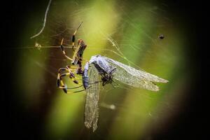 libélula fotografía, de cerca Disparo de un libélula en el natural ambiente foto