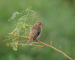 Bird Photography, Bird Picture, Most Beautiful Bird Photography, Nature Photography photo