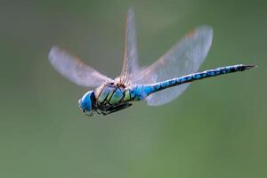 Dragonfly Photography, closeup shot of a dragonfly in the natural environment photo