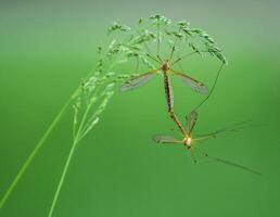 libélula fotografía, de cerca Disparo de un libélula en el natural ambiente foto