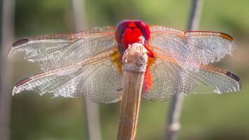 libélula fotografía, de cerca Disparo de un libélula en el natural ambiente foto