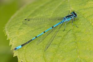 libélula fotografía, de cerca Disparo de un libélula en el natural ambiente foto