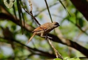 pájaro fotografía, pájaro imagen, más hermosa pájaro fotografía, naturaleza fotografía foto