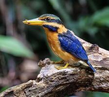 pájaro fotografía, pájaro imagen, más hermosa pájaro fotografía, naturaleza fotografía foto