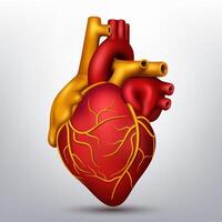 Shiny Human Heart, Isolated on White Background, Realistic 3D, Vector Illustration