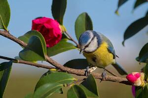 pájaro fotografía, pájaro imagen, más hermosa pájaro fotografía, naturaleza fotografía foto