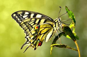 monarca, hermosa mariposa fotografía, hermosa mariposa en flor, macro fotografía, bello naturaleza foto