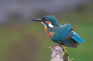 Bird Photography, Bird Picture, Most Beautiful Bird Photography, Nature Photography photo