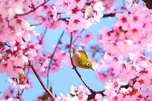 pájaro fotografía, pájaro imagen, más hermosa pájaro fotografía, naturaleza fotografía foto